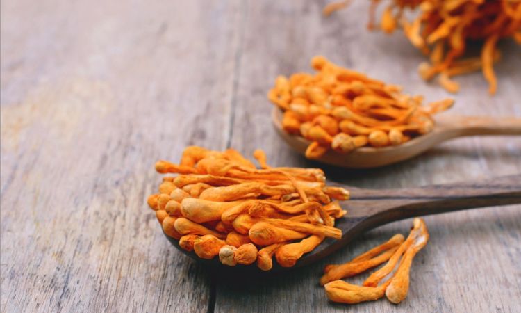files/Cordyceps_Mushroom_2.jpg